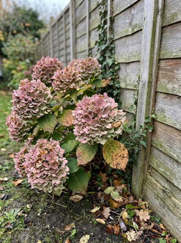 Fading Hydrangea Heads – autumn idea for a small UK garden