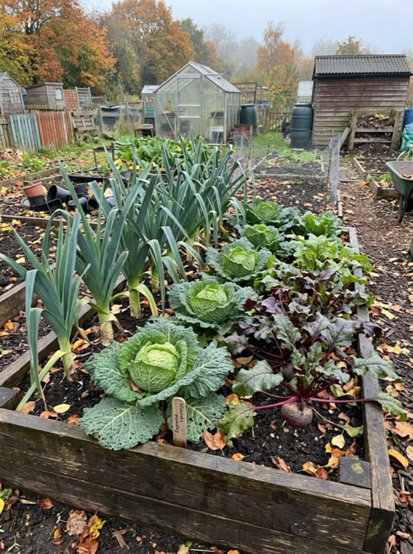 A Raised Bed of Leeks and Cabbages – autumn idea for a small UK garden