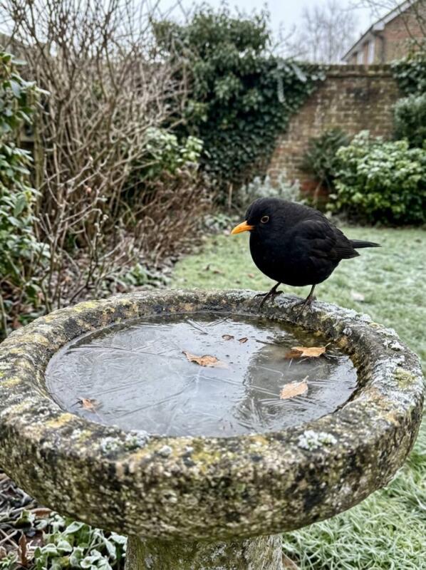 A Bird Bath with Fresh Water – bird-friendly garden idea for UK winter