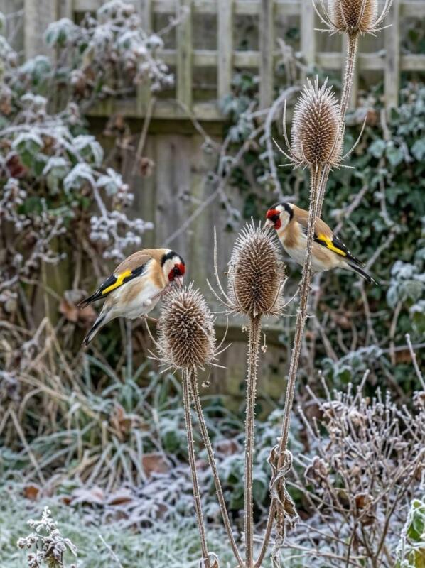 Leave Seed Heads Standing – bird-friendly garden idea for UK winter