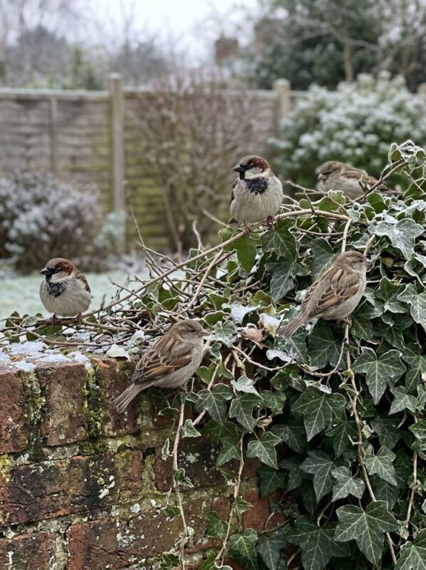 Ivy for House Sparrows – bird-friendly garden idea for UK winter