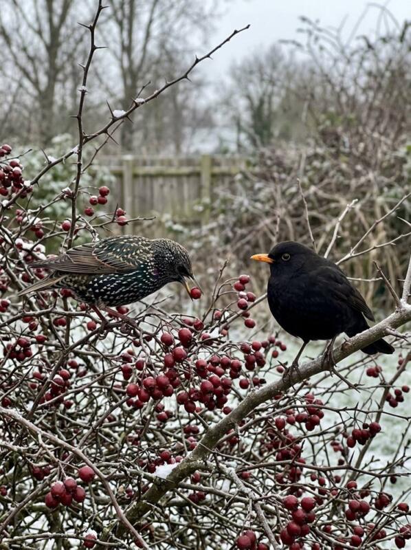 Hawthorn and Native Hedging – bird-friendly garden idea for UK winter