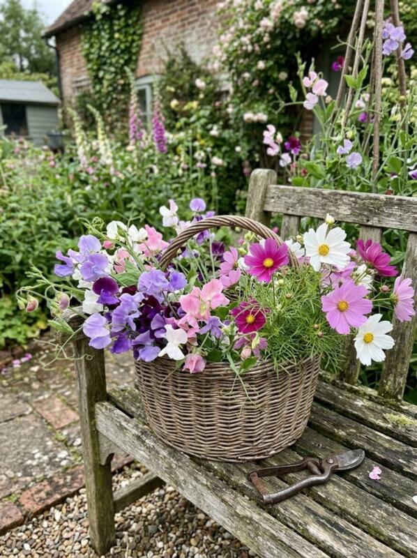 A Basket of Sweet Peas on a Weathered Bench – cottage garden idea for UK homes