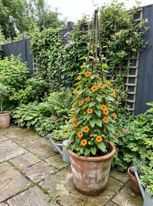 Add Height with a Metal Obelisk – climbing plant idea for UK gardens