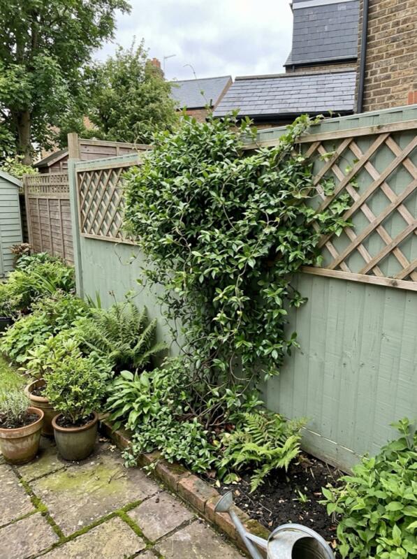 An Evergreen Climber on a Painted Fence – climbing plant idea for UK gardens