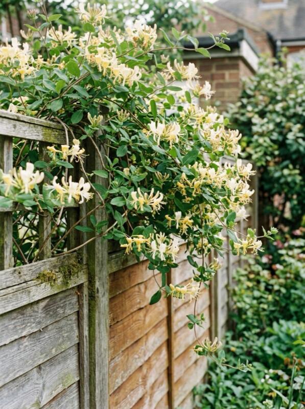 Honeysuckle on a Wooden Fence – climbing plant idea for UK gardens