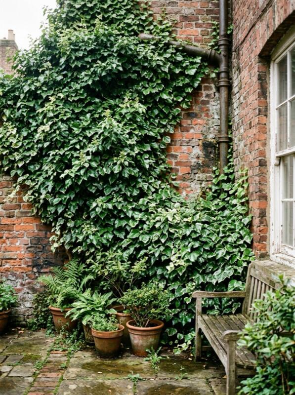 Evergreen Ivy on Brick – climbing plant idea for UK gardens