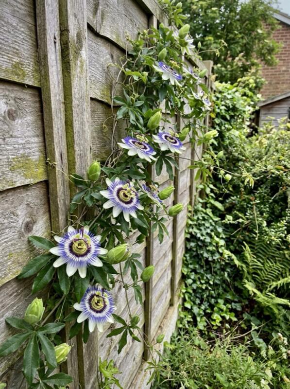 Passion Flower on a Fence – climbing plant idea for UK gardens