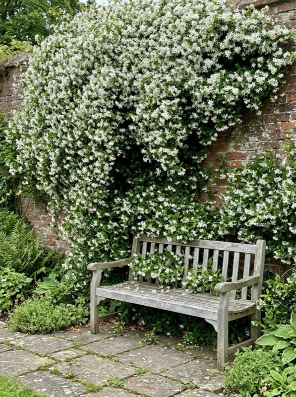 Star Jasmine on a Garden Wall – climbing plant idea for UK gardens