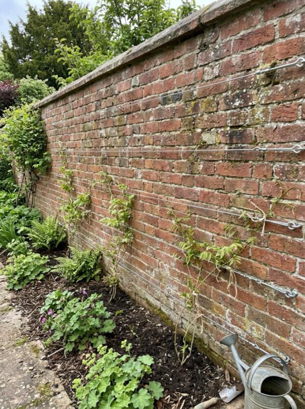 Training Wires on a Brick Wall – climbing plant idea for UK gardens