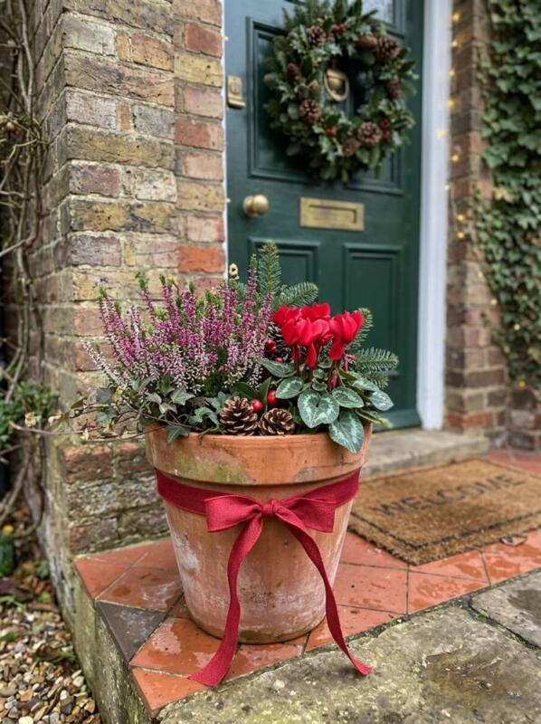 Terracotta with Heather, Cyclamen and a Ribbon – Christmas planter idea for UK homes