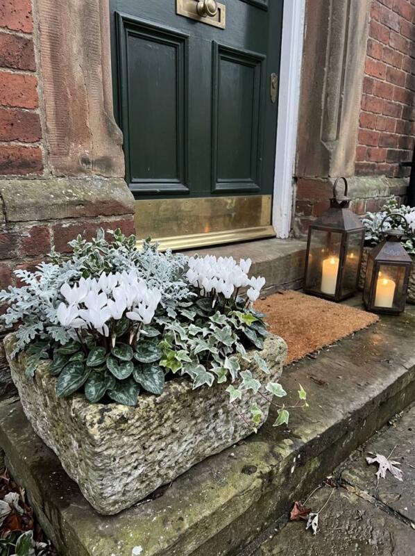 White Cyclamen and Silver Foliage – Christmas planter idea for UK homes