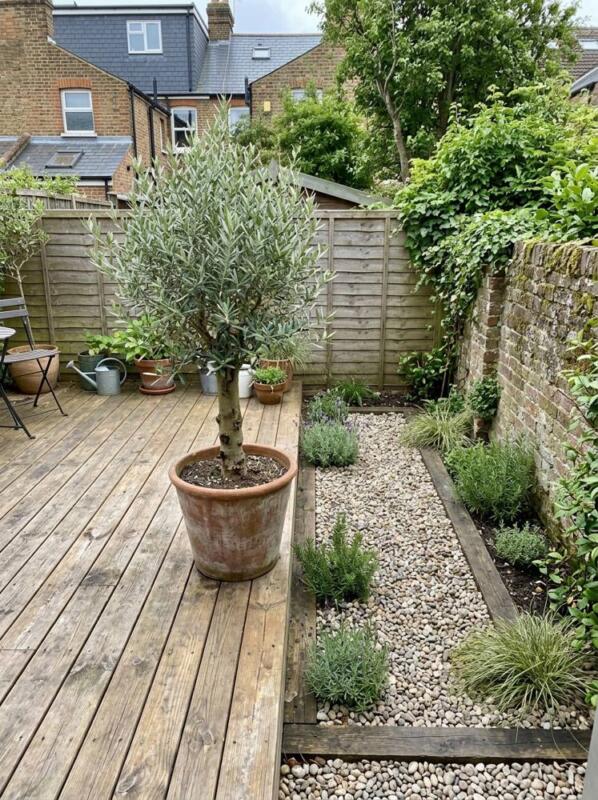 Decking and Gravel with an Olive Tree – garden decking idea for UK gardens