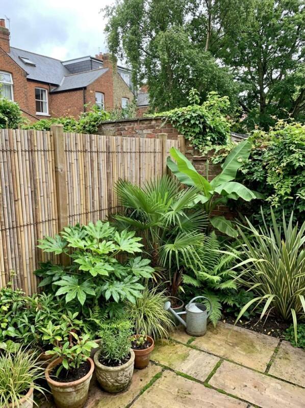Bamboo Screening for a Tropical Look – garden fence idea for UK gardens