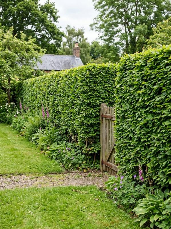 A Clipped Hornbeam Hedge with a Gate – garden fence idea for UK gardens