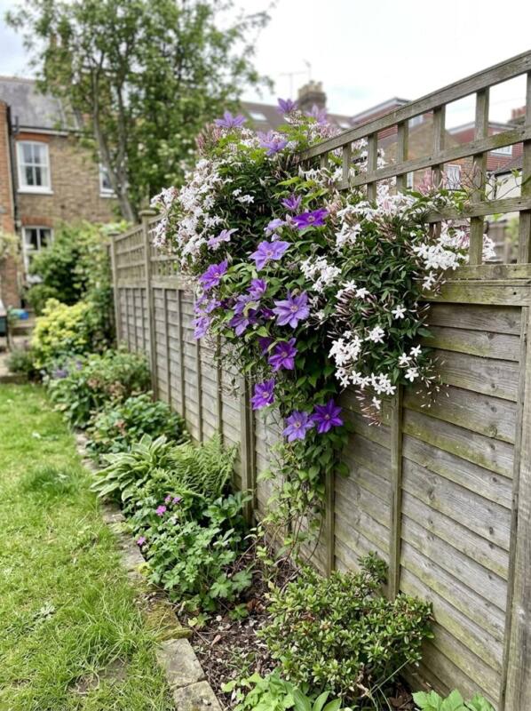 Trellis, Clematis and Jasmine on Top – garden fence idea for UK gardens