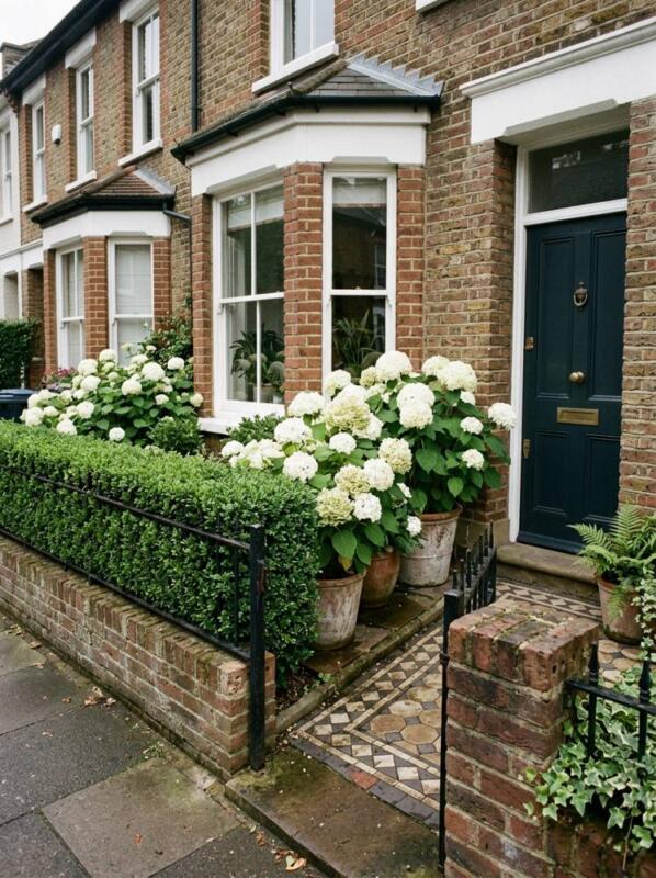 A Low Hedge and White Hydrangeas in Pots – small front garden idea for UK terraced houses