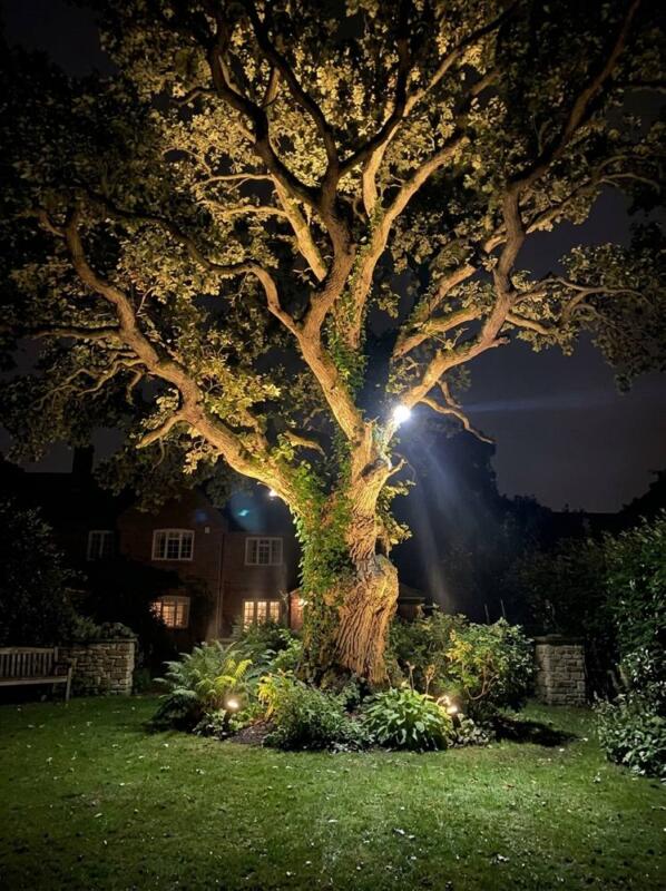 Uplighting a Mature Tree – garden lighting idea for UK gardens