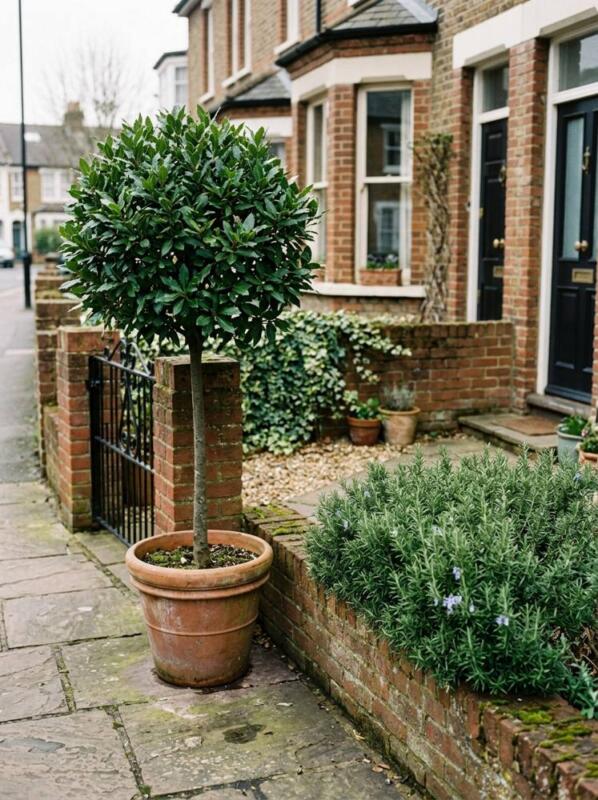 A Bay Tree and Rosemary Hedge – herb garden idea for small spaces