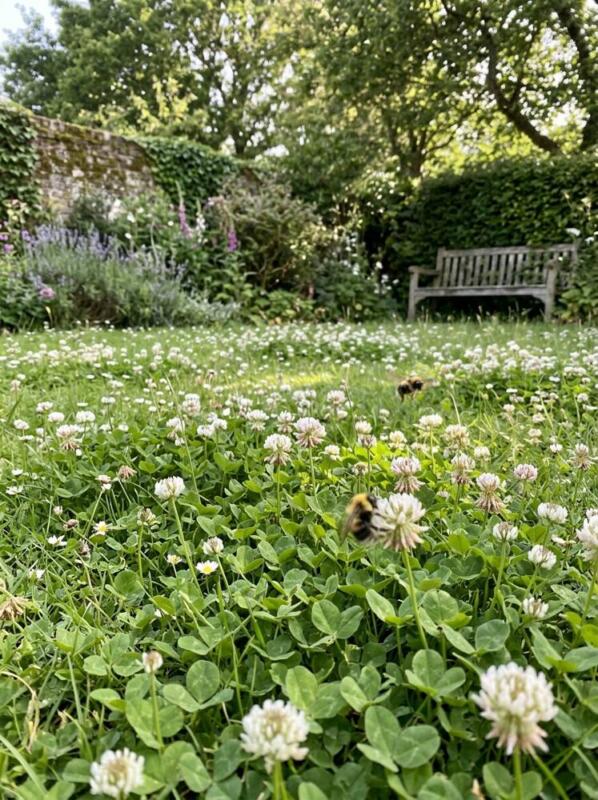 A Clover Lawn – low maintenance garden idea for UK gardens