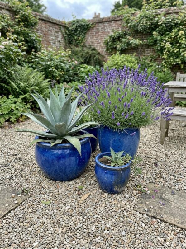 Blue Glazed Planters with Agave and Lavender – Mediterranean garden idea for the UK