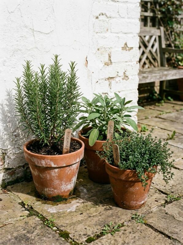 Terracotta Pots of Rosemary, Thyme and Sage – Mediterranean garden idea for the UK