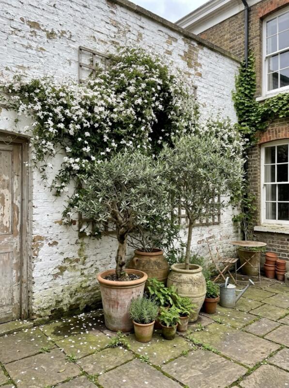 A Whitewashed Wall with Jasmine – Mediterranean garden idea for the UK