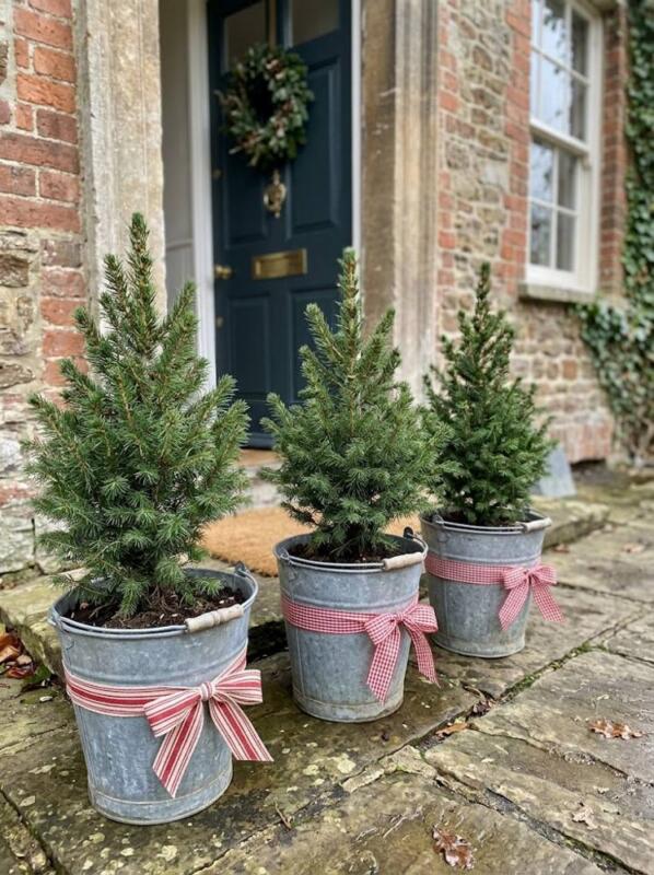 Three Mini Spruces in Galvanised Buckets – outdoor Christmas tree idea for UK gardens and porches