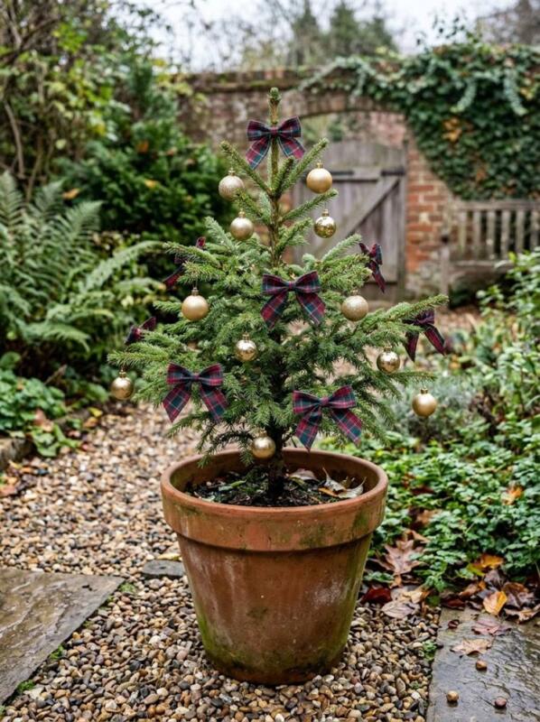 A Terracotta-Potted Tree with Tartan Bows – outdoor Christmas tree idea for UK gardens and porches
