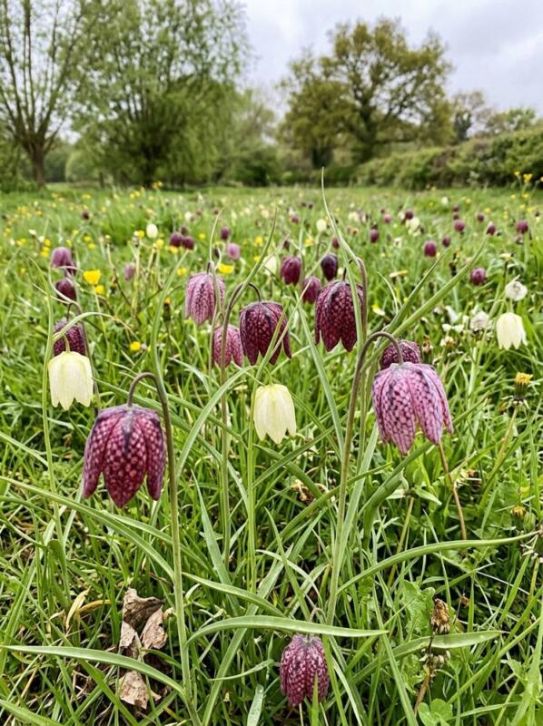 Snake’s Head Fritillaries in a Meadow – spring bulb planting idea for UK gardens