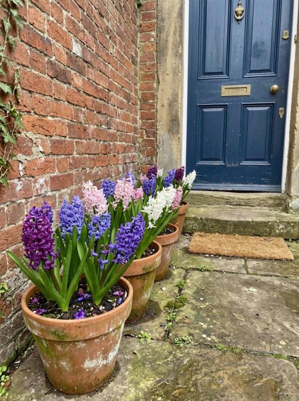 Hyacinths by the Front Door – spring bulb planting idea for UK gardens