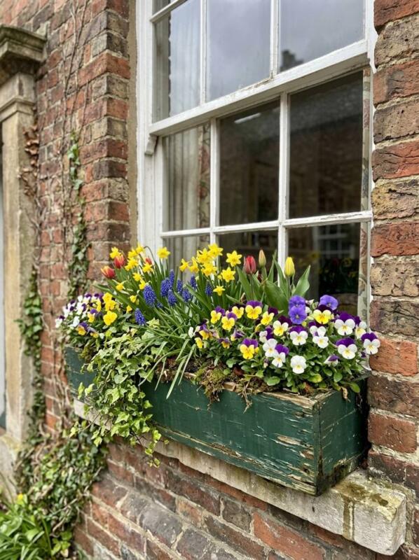 A Window Box of Bulbs and Pansies – spring bulb planting idea for UK gardens