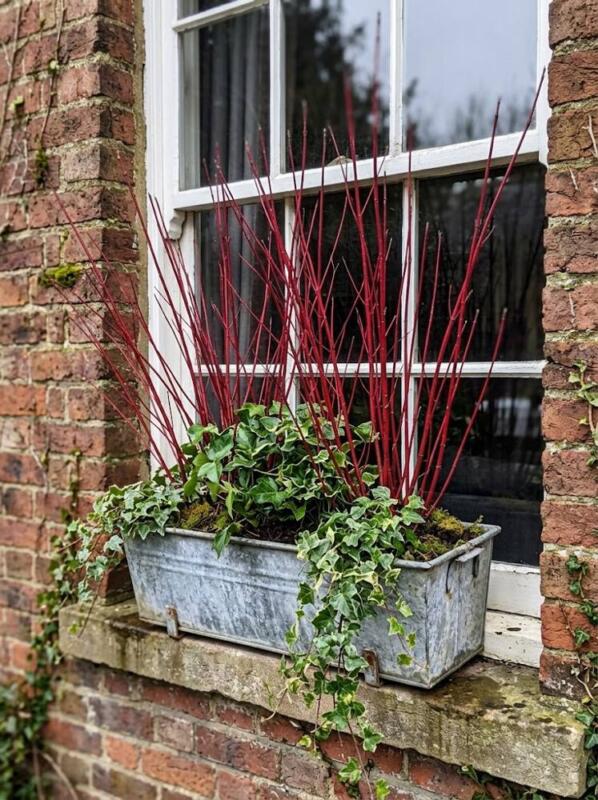 Red Cornus Stems and Ivy in a Zinc Trough – Christmas window box idea for UK homes