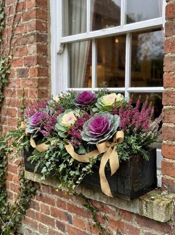 Ornamental Cabbages, Heather and Gold Ribbon – Christmas window box idea for UK homes