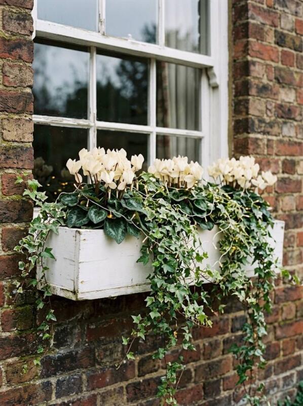 A White Box with Cream Cyclamen and Ivy – Christmas window box idea for UK homes