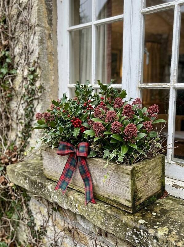Holly, Skimmia and a Tartan Ribbon – Christmas window box idea for UK homes