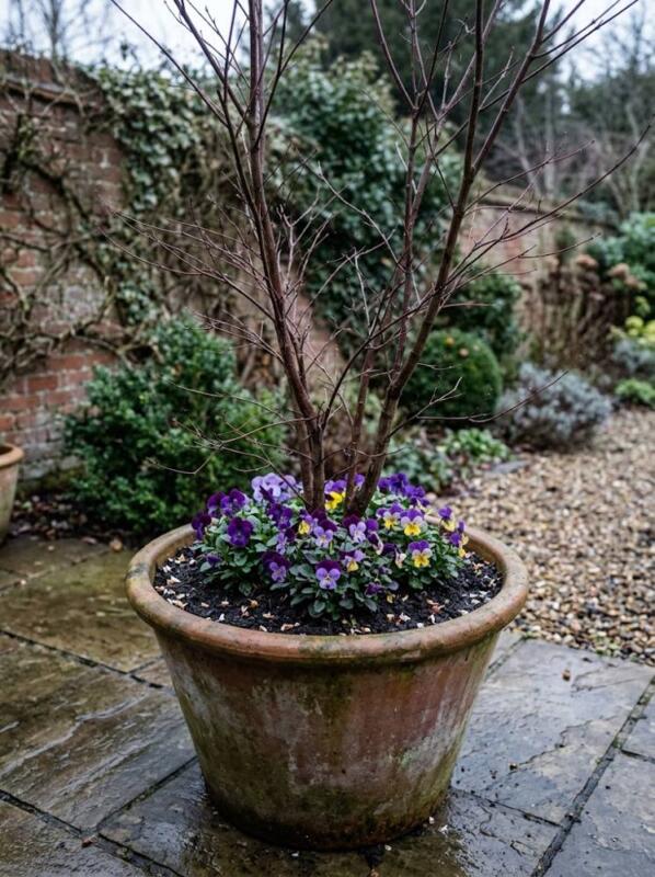A Japanese Maple Underplanted with Violas – winter container garden idea for UK gardens