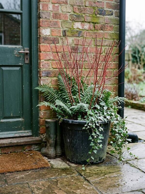 Red Dogwood, Ferns and Ivy by the Back Door – winter container garden idea for UK gardens