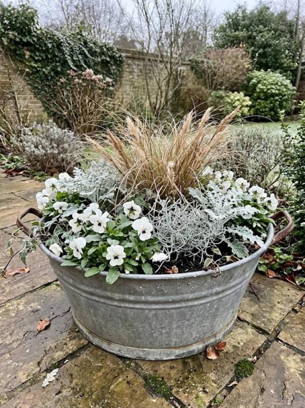 Grasses, Pansies and Silver Foliage in a Galvanised Tub – winter container garden idea for UK gardens