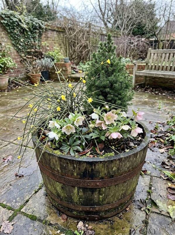 A Half Barrel with a Dwarf Conifer and Hellebores – winter container garden idea for UK gardens