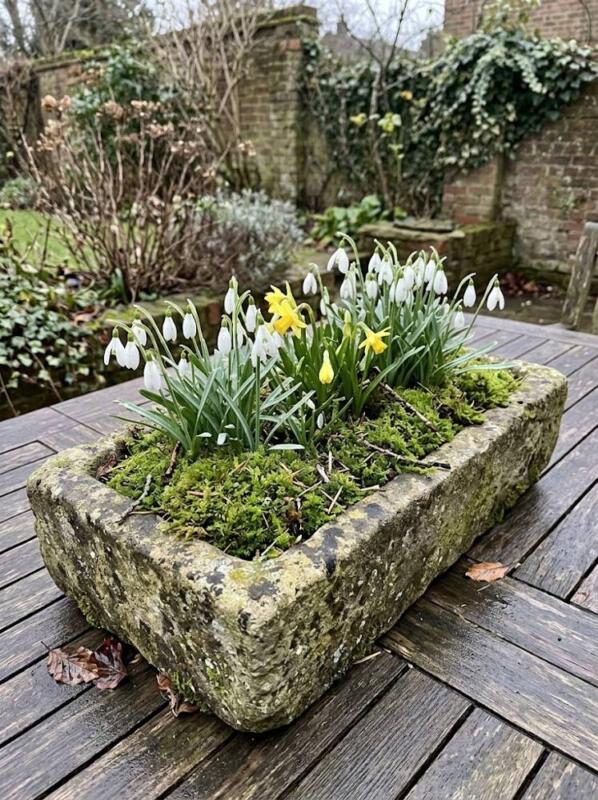 A Stone Trough of Snowdrops and Miniature Daffodils – winter container garden idea for UK gardens