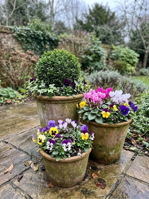 A Trio of Pots with Box Balls and Cyclamen – winter container garden idea for UK gardens