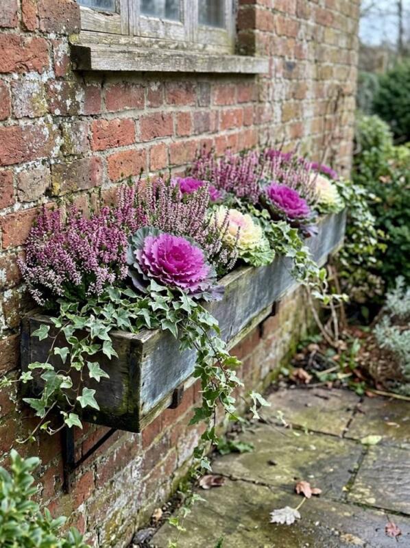 A Wall Trough with Ornamental Cabbages and Heather – winter container garden idea for UK gardens