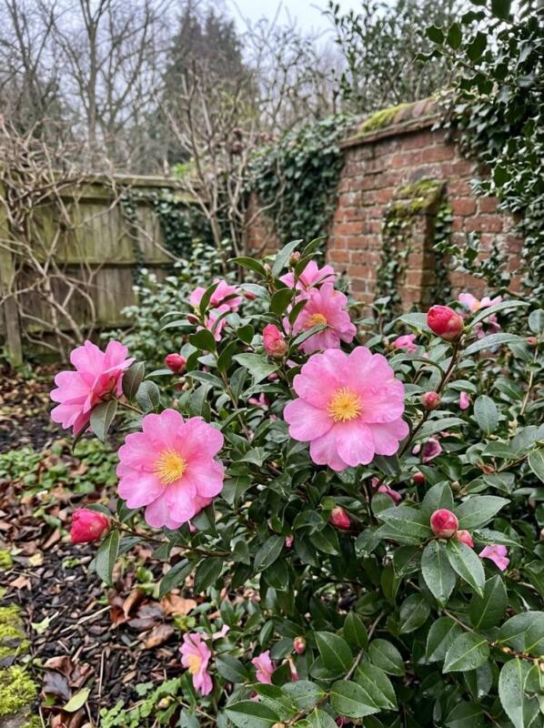 Camellia Sasanqua – winter flowering plant for UK gardens