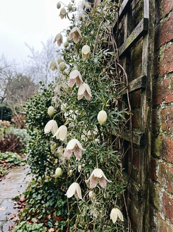 Clematis Cirrhosa – winter flowering plant for UK gardens