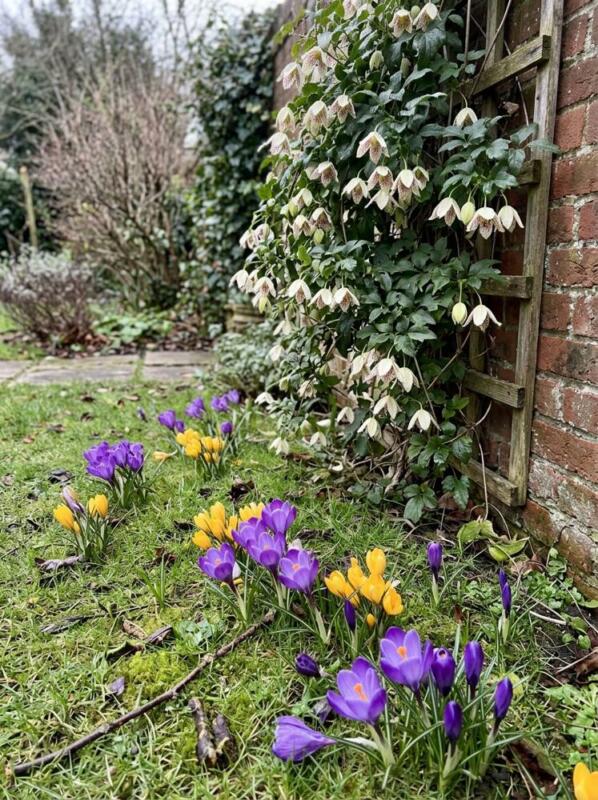 Early Crocuses – winter flowering plant for UK gardens