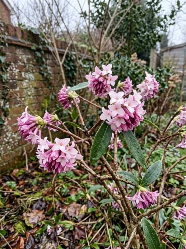 Daphne Bholua – winter flowering plant for UK gardens