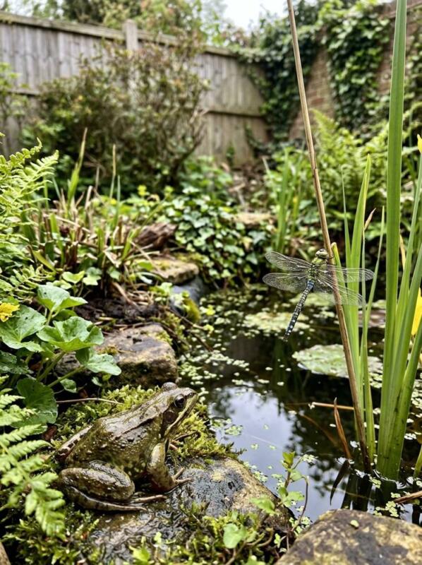 Frogs and Dragonflies – pond and water feature idea for UK gardens