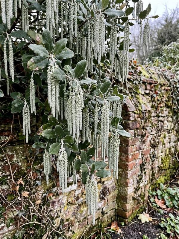 Garrya Elliptica – winter flowering plant for UK gardens