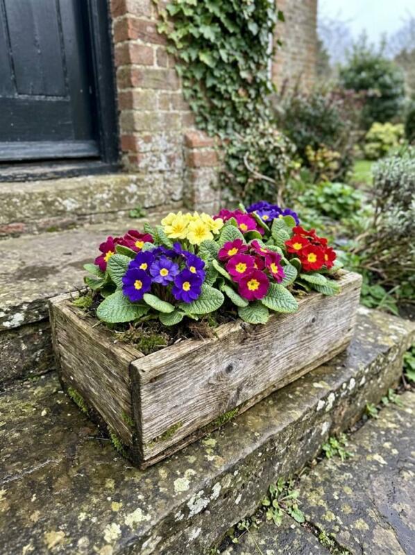 Primroses – winter flowering plant for UK gardens